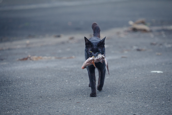 Neko Land - Cats in Japan18