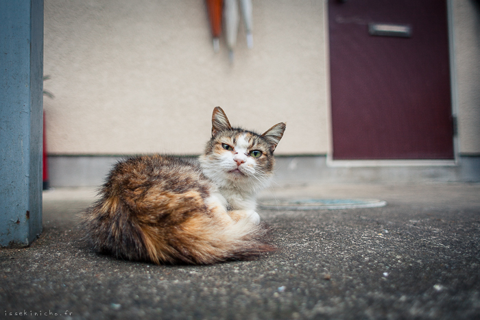 Neko Land - Cats in Japan4