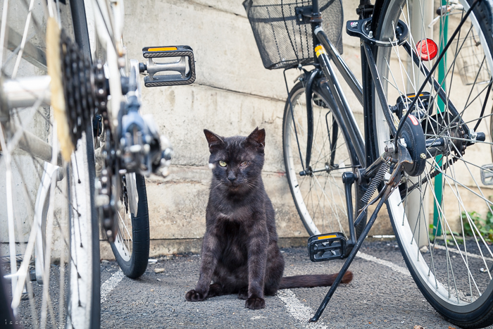 Neko Land - Cats in Japan5