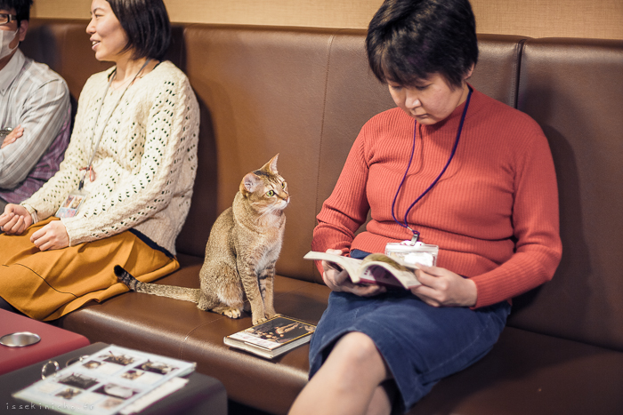 Neko Land - Cats in Japan8