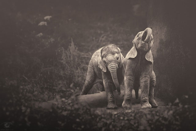 Zoo-Animals-Photography-by-Manuela-Kulpa-10