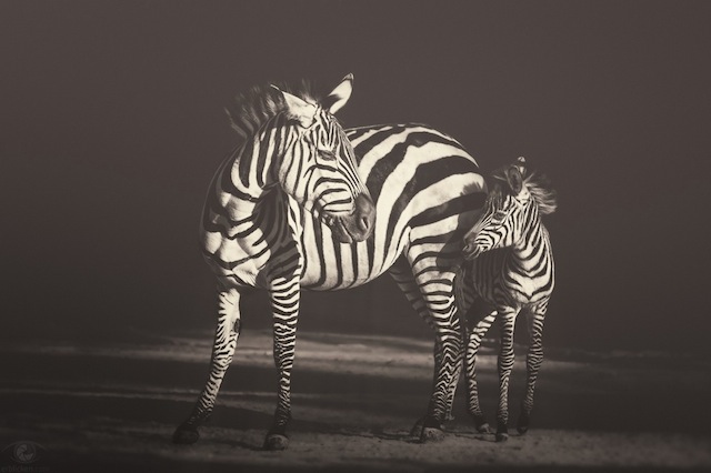 Zoo Animals Photography by Manuela Kulpa-11