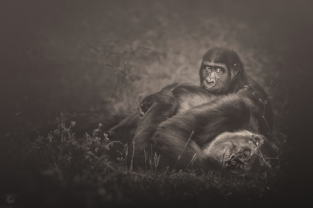 Zoo Animals Photography by Manuela Kulpa-12