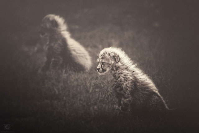 Zoo-Animals-Photography-by-Manuela-Kulpa-2