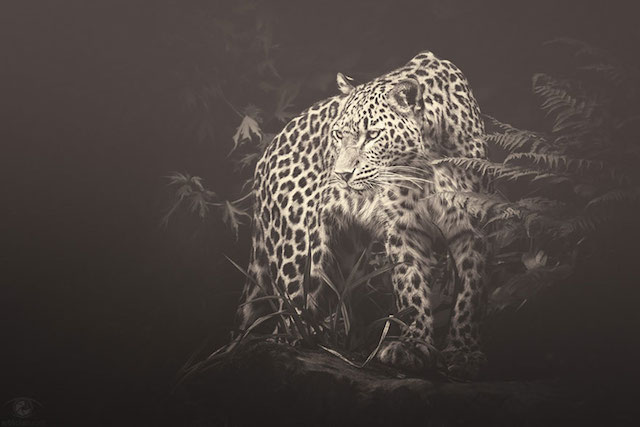 Zoo-Animals-Photography-by-Manuela-Kulpa-6
