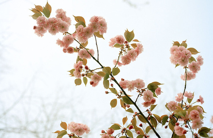 Cherry Blossom In New York City