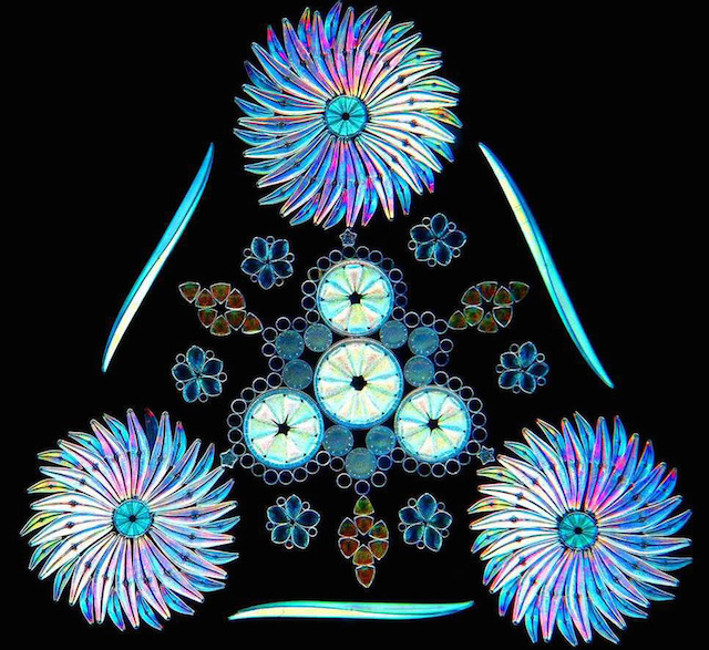 diatom-1