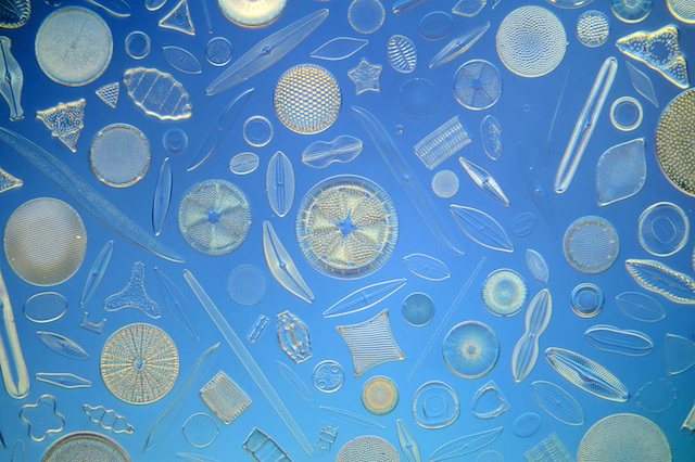 diatom-6