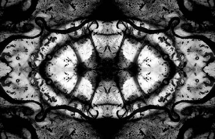 The Flower of Life