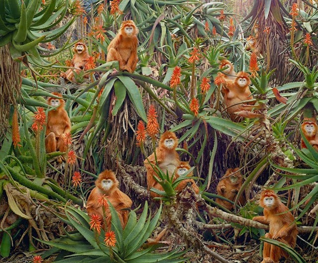 simen johan 0