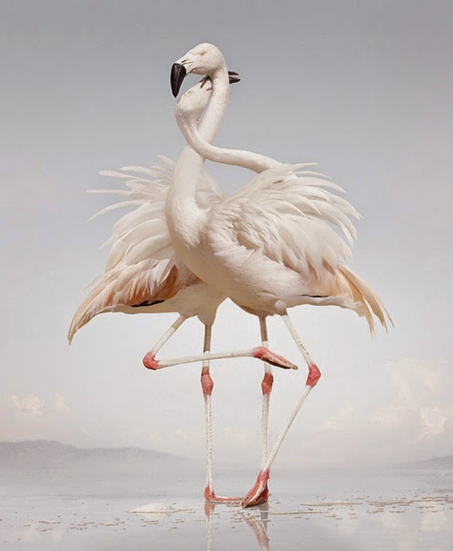 simen johan 0bis