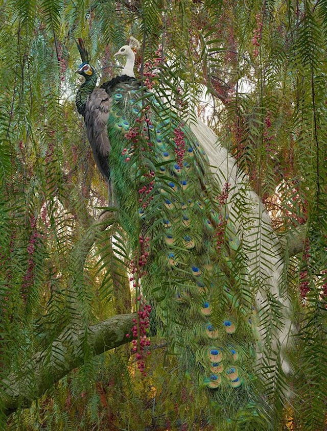 simen johan 1bis