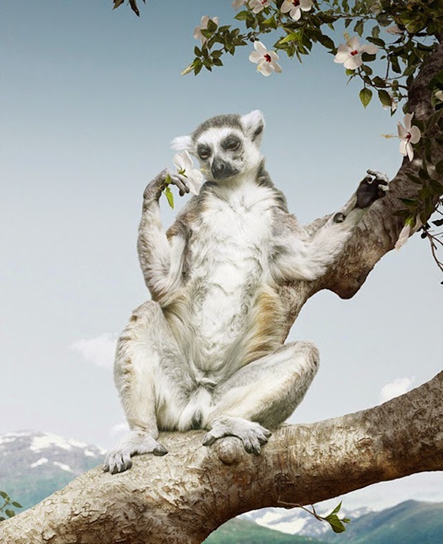 simen johan 2bis