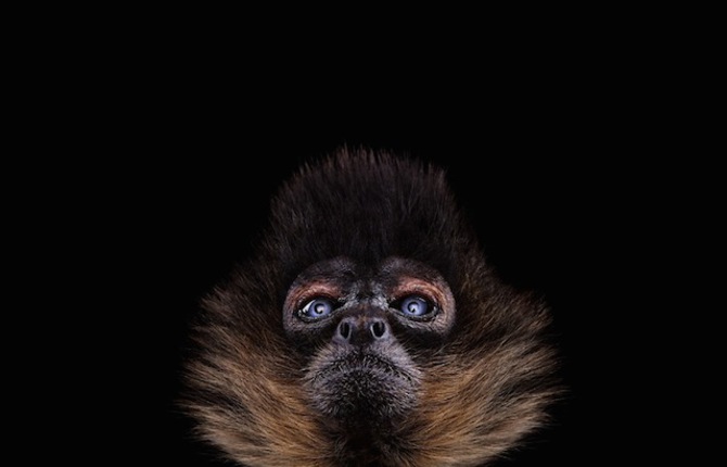 Wild Animals Portraits