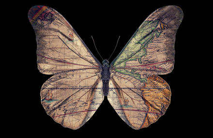 Butterflies by Ettore Biondo
