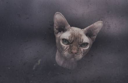SPHYNX, un univers à part
