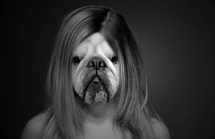 Portraits sans animaux