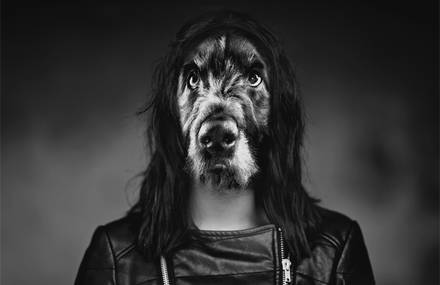 Portraits sans animaux
