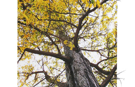 ARBRES EN CIEL