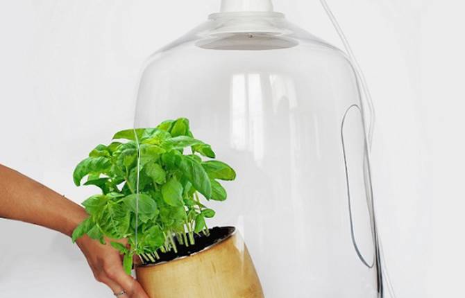 Lamp For Plants