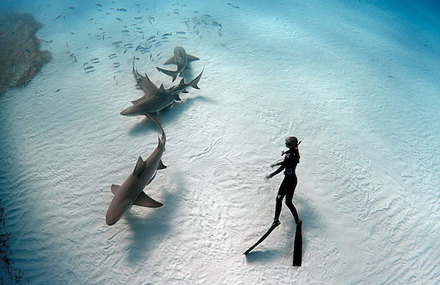 Diving With Sharks