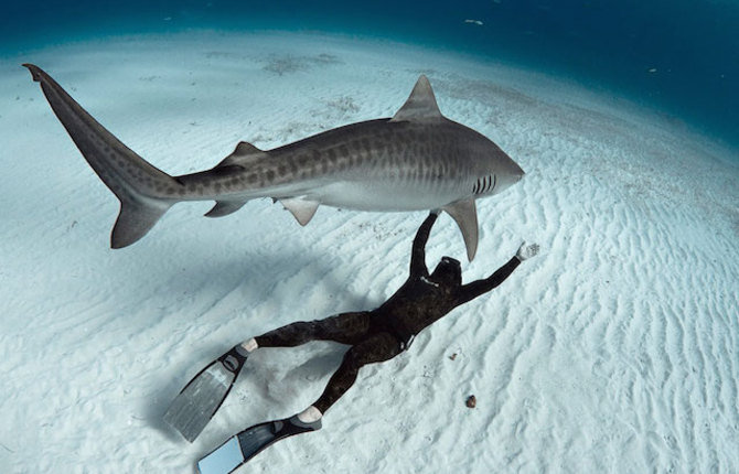 Diving With Sharks