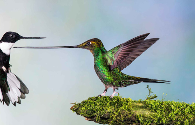 The Best Wildlife Photography Of 2014