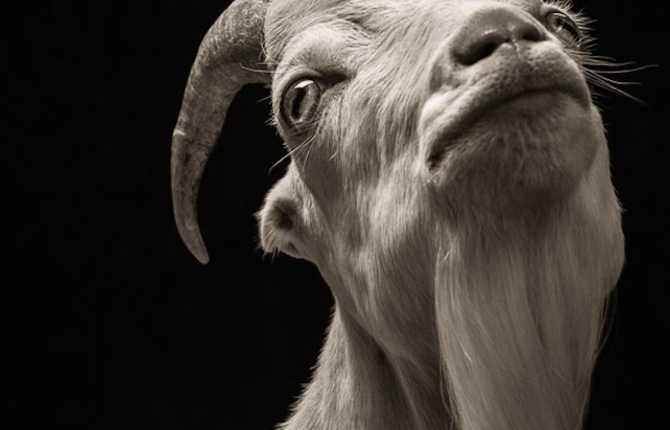 Farm Animals Dramatic Portraits