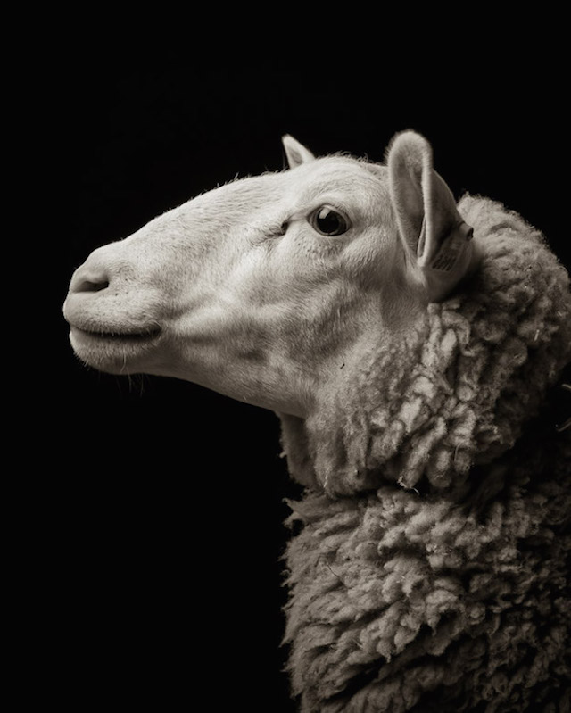 Farm Animals Dramatic Portraits_10