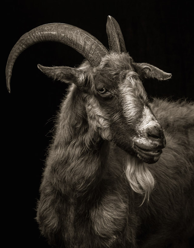 Farm Animals Dramatic Portraits_2