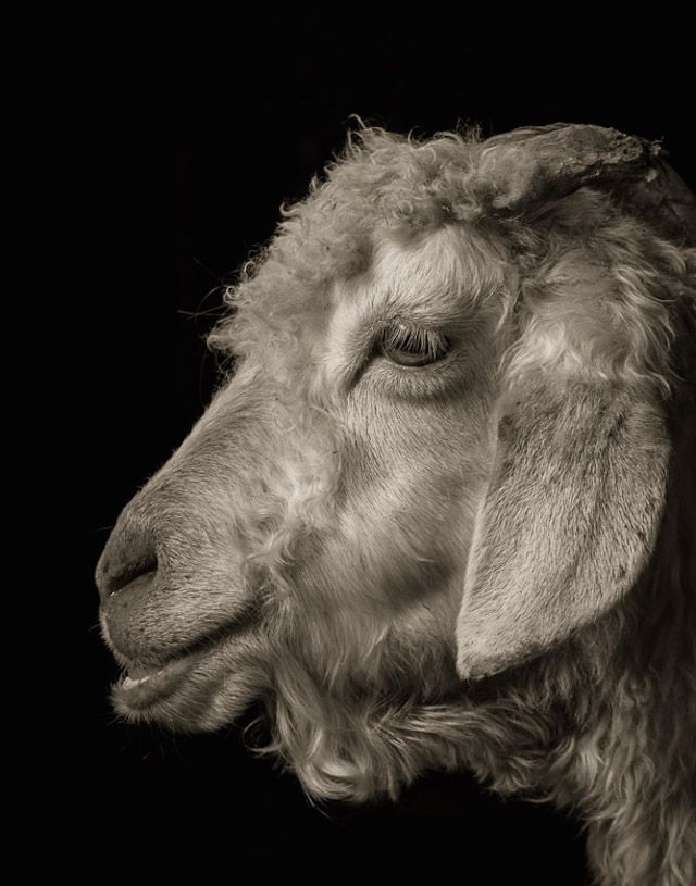 Farm Animals Dramatic Portraits_4