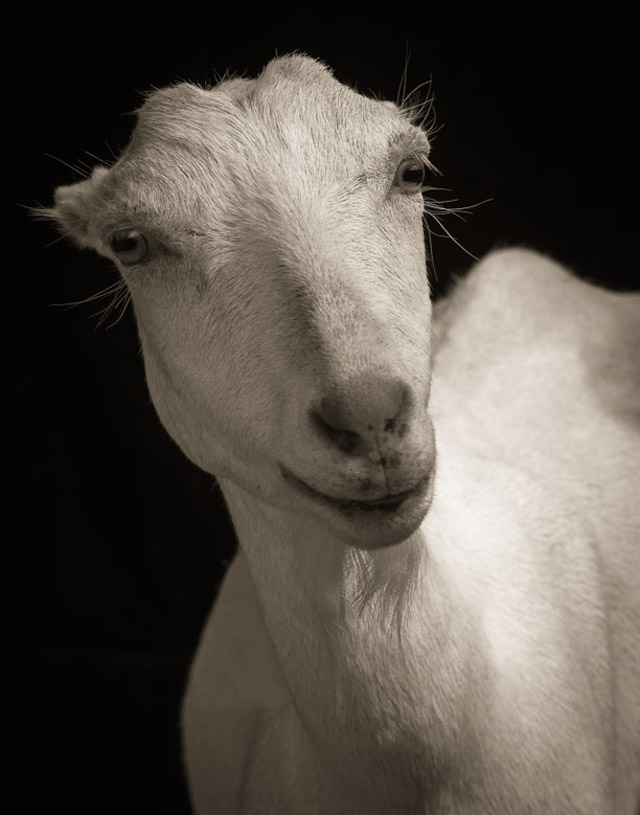 Farm Animals Dramatic Portraits_5
