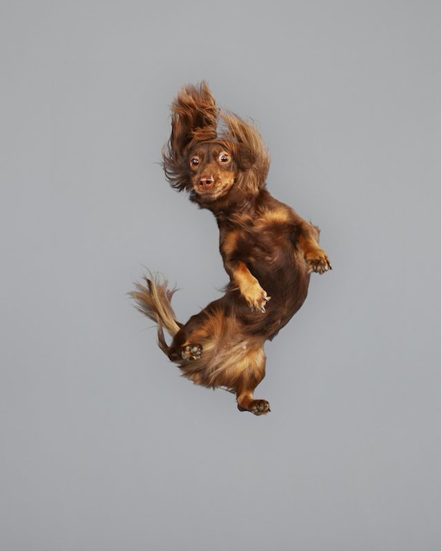 Funny Jumping Dogs Series-11