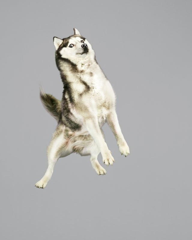 Funny Jumping Dogs Series-13