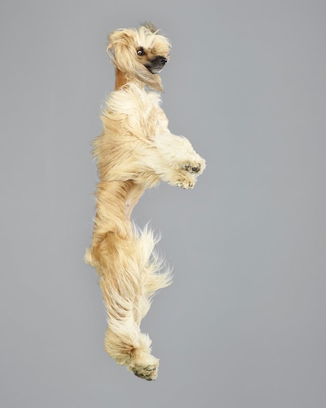 Funny Jumping Dogs Series-14