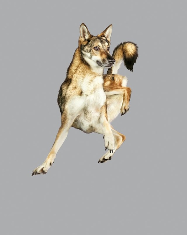 Funny Jumping Dogs Series-15