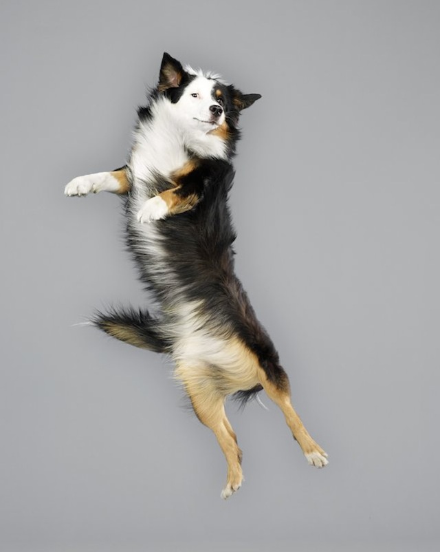 Funny Jumping Dogs Series-17