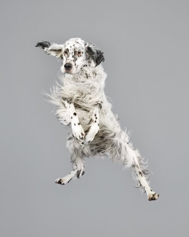 Funny Jumping Dogs Series-6