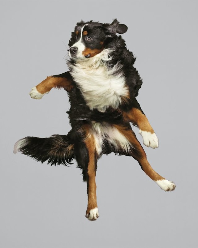 Funny Jumping Dogs Series-9