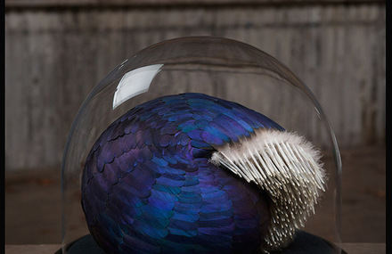 Organic Feathers Sculptures