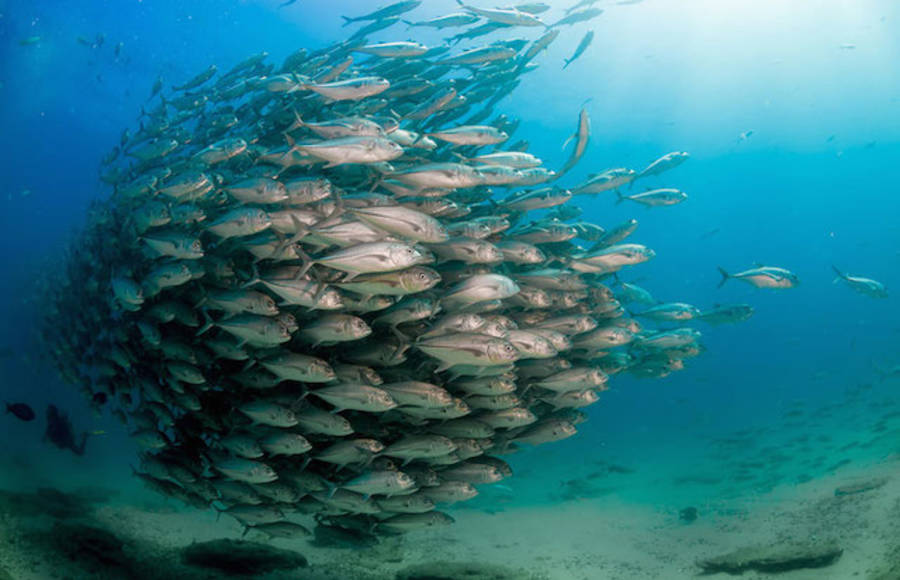 Tornado of Fish Photography