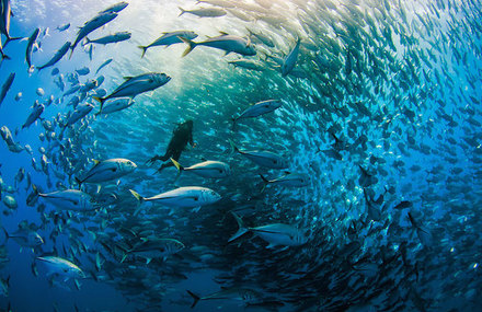 Tornado of Fish Photography