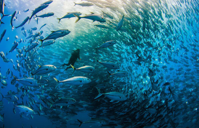 Tornado of Fish Photography