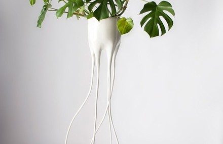 Monstera Pots for Plants