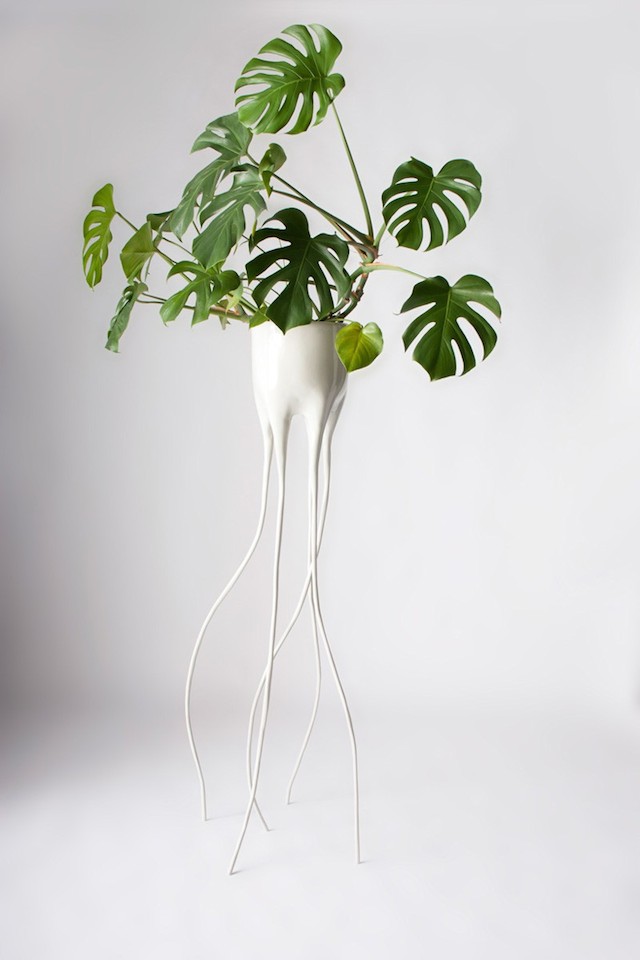 monstera-1