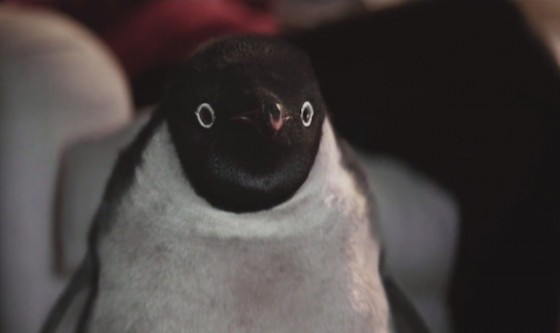 Monty The Penguin Ad for Christmas – Fubiz Media