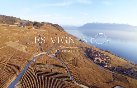 Les vignobles du Lavaux au drone