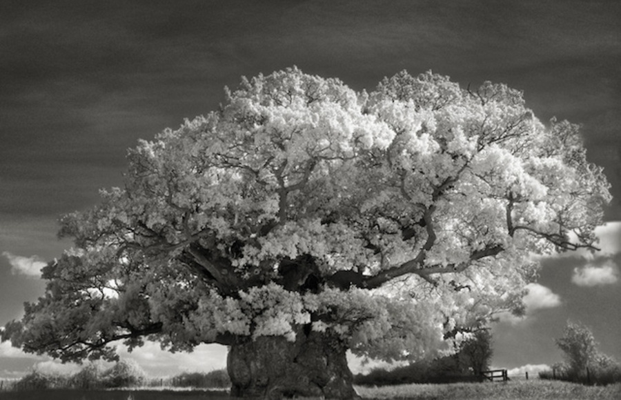 Ancient Trees by Beth Moon