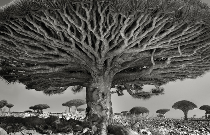 Ancient Trees by Beth Moon