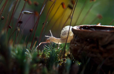 A Magical Fairy Tale World Of Snails By Vyacheslav Mishchenko